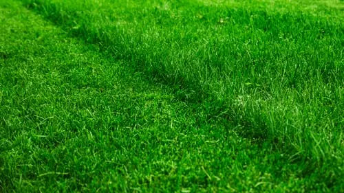Fescue or Bermuda? Why the Same Advice Ruins Half the Lawns Around Here