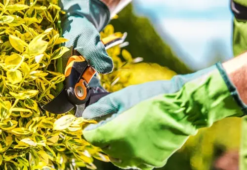 Mulching & Pruning